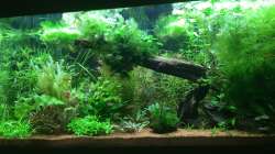 Pflanzen angewachsen