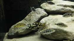 Riverstones Rockzolid linke Seite