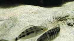 Fossorochromis rostratus und Sciaenochromis njassae