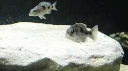 sciaenochromis njassae und Stigmatochromis melanchros 