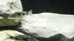 Sciaenochromis njassae und Stigmatochromis melanchros