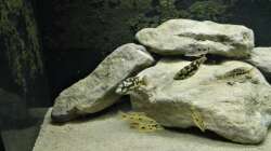 Nimbochromis livingstoni und Exochochromis anagenys