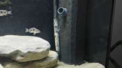 Mobiler HMF mit Strömungspumpe