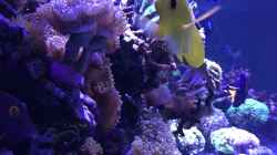 Besatz im Aquarium Meerwasser Korallenriff