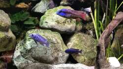 Besatz im Aquarium Malawi Mix & Friends