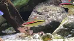 Besatz im Aquarium Malawi Mix & Friends