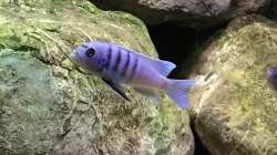 Besatz im Aquarium Malawi Mix & Friends