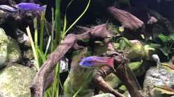 Aquarium Malawi Mix & Friends