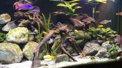 Aquarium Malawi Mix & Friends