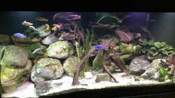 Aquarium Malawi Mix & Friends
