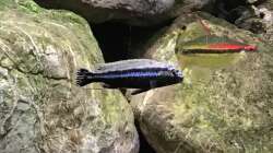 Besatz im Aquarium Malawi Mix & Friends