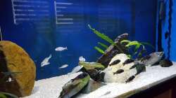 Aquarium Tropheus bulu point