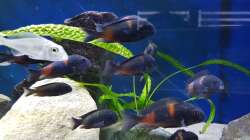 Besatz im Aquarium Tropheus bulu point