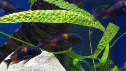 Besatz im Aquarium Tropheus bulu point