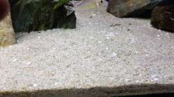 Dekoration im Aquarium Tropheus bulu point