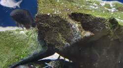 Besatz im Aquarium Tropheus bulu point