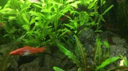 Dekoration im Aquarium Grünes Paradies
