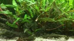 Dekoration im Aquarium Grünes Paradies