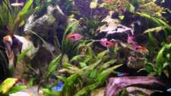 Pflanzen im Aquarium Becken 3444