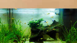 Aquarium Platys-home