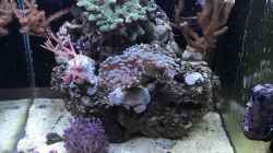 Aquarium Mini Premium Reef