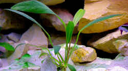 Anubias lanceolata