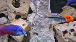 Dekoration im Aquarium Becken 346