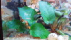 Pflanzen im Aquarium Becken 3464
