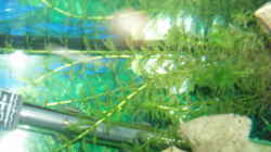 Pflanzen im Aquarium Becken 3464