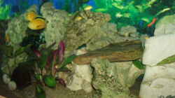 Dekoration im Aquarium Becken 3464