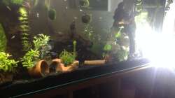 Schwebende Mooskugeln bei anderer Beleuchtung