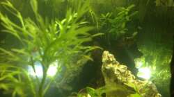 Aquarium offenes Glasaquarium