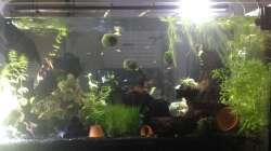 Aquarium offenes Glasaquarium