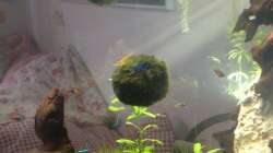 Hmmm.... Grasen und schaukeln, huiii