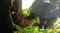 Hochkant betrachten, drehen schneidet leider die Wurzel ab