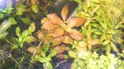 Pflanzen im Aquarium Becken 3466