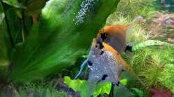 Skalare mit Gelege 22.11.18