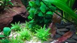 Pogostemon helferi und Nymphaea lotus 