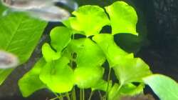 Amerikanischer Wassernabel, Hydrocotyle verticilliata