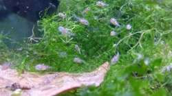 Purpurprachtbarsch Nachwuchs im Auftzuchtbecken