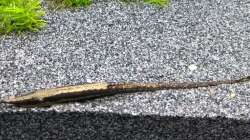 Gemeiner Nadelwels (Farlowella acus)