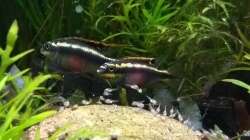 08.05.18 Purpurprachtbarsche mit Nachwuchs