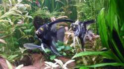 Goldkopf-Skalar (Pterophyllum scalar)