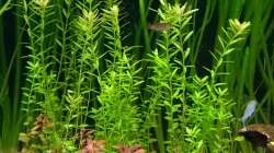 Rundblättrige Rotala, Rotala rotundifolia