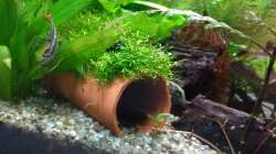 Welshöhle mit aufgebundenem Moos