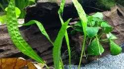 Aponogeton longiplumulosus, gewellte Wasserähre