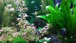 21.09.18 rechte Seite mit Strömungsbereich für die Garas