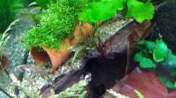 Welshöhle und davor die hohle Wurzel