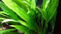 Große Amazonas-Schwertpflanze, Echinodorus Bleherae