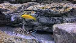 Labidochromis yellow bzw. white